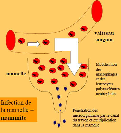 Infection de la mamelle